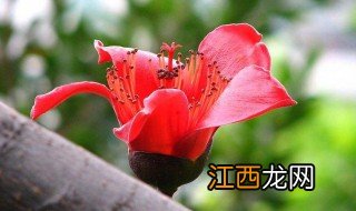 冬天哪些花卉开，冬天哪些花卉开花多