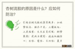 杏树流胶的原因是什么？应如何防治？