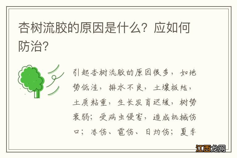 杏树流胶的原因是什么？应如何防治？