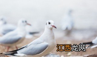 冬天鸽子养殖注意什么，冬天鸽子养殖注意什么细节