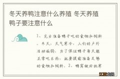 冬天养鸭注意什么养殖 冬天养殖鸭子要注意什么