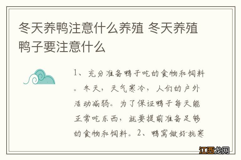 冬天养鸭注意什么养殖 冬天养殖鸭子要注意什么