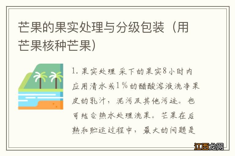 用芒果核种芒果 芒果的果实处理与分级包装