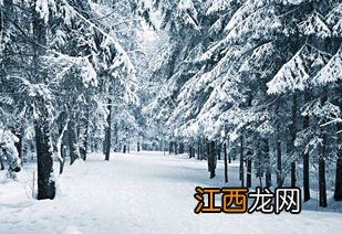 松柏雪景拍照技巧 拍雪景的妙招