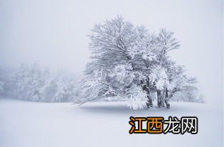 松柏雪景拍照技巧 拍雪景的妙招