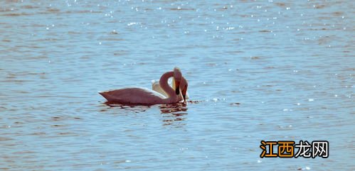拉丝天鹅拍摄技巧 拉丝天鹅拍摄技巧是什么