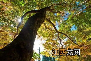 如何拍枫叶人物照片 实用摄影技巧