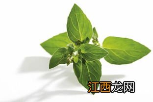 中草药栽培技术学什么 好就业吗