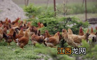 土鸡肉质口感特点