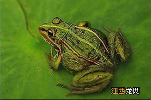 养殖青蛙不办手续后果