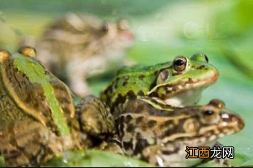 养殖青蛙不办手续后果