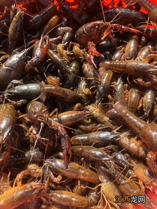 龙虾五月瘟的原因
