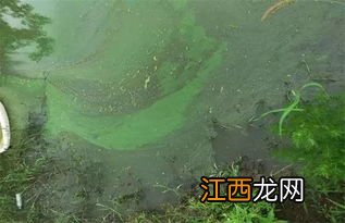 龙虾缺氧怎么处理方法