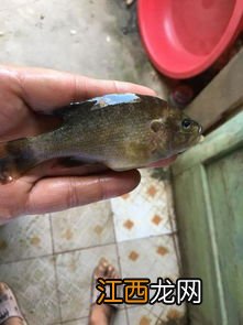 几斤饲料长一斤鱼