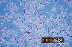 水产芽孢杆菌的作用与功效