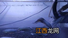 斗鱼苗孵化第几天开口