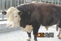 吉林买牛要注意些什么