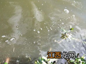 虾塘水面有油膜怎么办