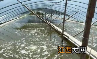 虾塘氨氮不能超过多少