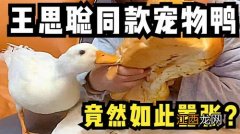 鸭子禁止吃什么食物