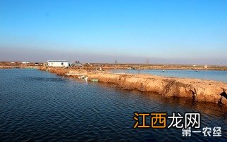 鱼塘淤泥能当肥料吗