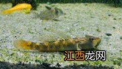 虾虎吃什么饲料