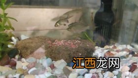 虾虎吃什么饲料