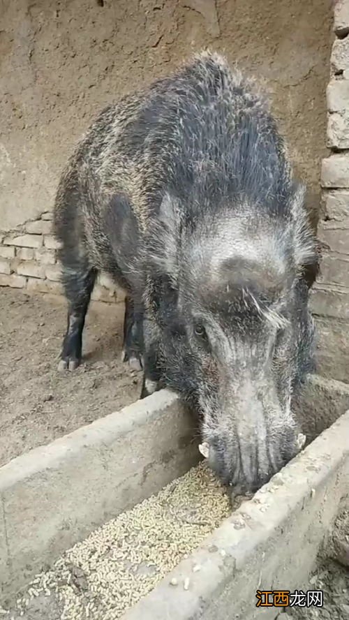 公猪的肉骚怎么去掉