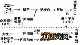 试管牛和克隆牛均用到的工程技术