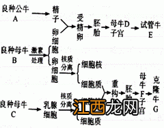 试管牛和克隆牛均用到的工程技术