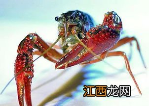 生物除锈酶洗小龙虾安全吗