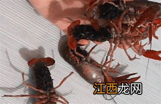 小龙虾会传播病毒吗