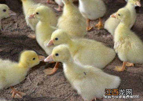 小鹅吃鸡饲料的后果