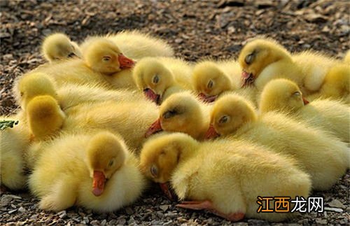 小鹅吃鸡饲料的后果