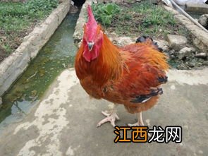 什么鸡能长二十斤