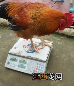 什么鸡能长二十斤