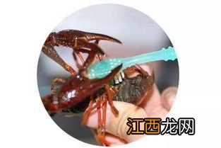 菜籽饼喂龙虾正确方法