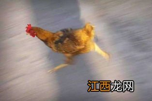 自制简易鸡自动喂料