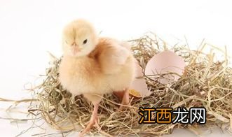 小鸡出生多久可以喂食和水