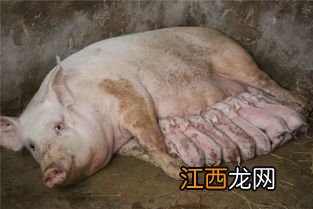 母猪配不上种什么原因