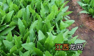 油麦菜的种植方法和时间 油麦菜怎么种植