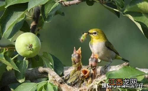 水葫芦鸟是保护动物吗