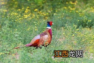 养殖野鸡需要什么证