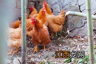 8斤的鸡杀好还剩多重