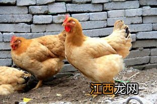 8斤的鸡杀好还剩多重