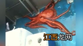 买回来生猪头怎么处理