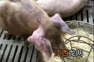 中了猪瘟猪舍还能养猪吗