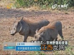 非洲猪瘟怎么传到中国