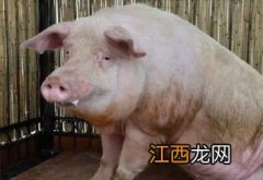 猪的料肉比一般多少