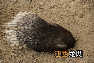 养豪猪要办什么手续